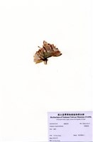 藏品(荷葉紫菜)的圖片